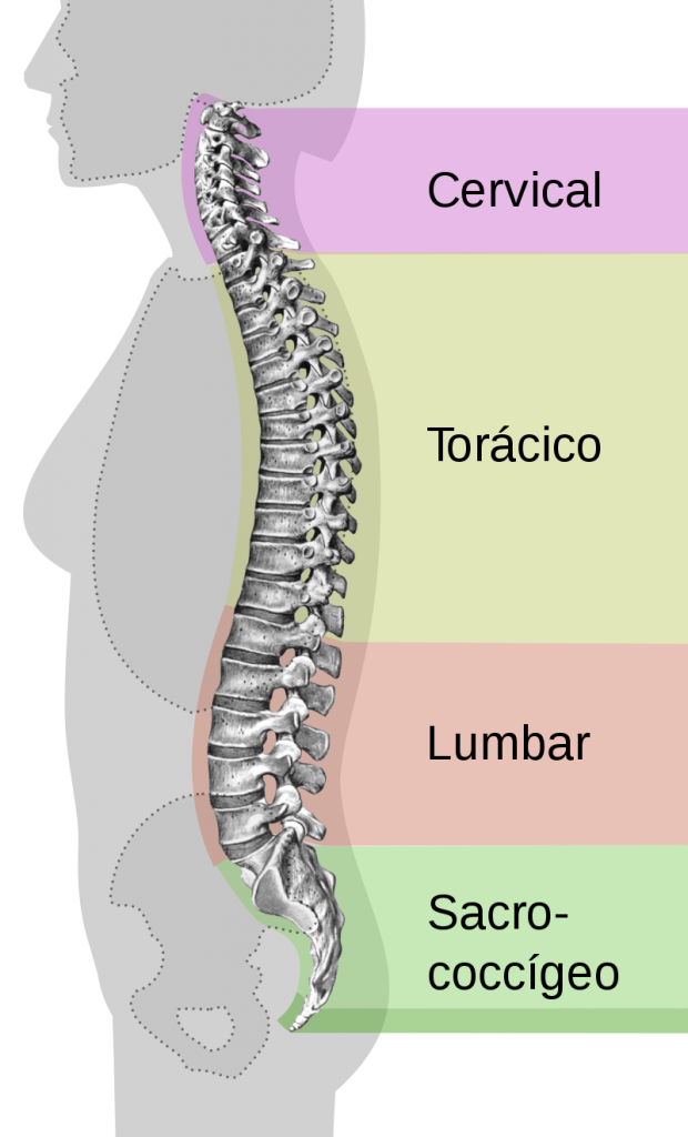 coluna vertebral divisão